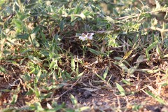 Lepidagathis pungens